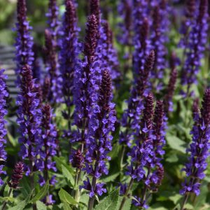 Salvia Violet Profusion 8"