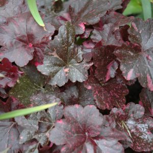Heuchera Midnight Rose QT