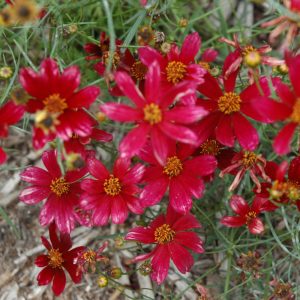 Coreopsis Main Street #1