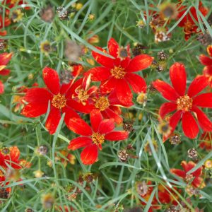Coreopsis Broad Street #1