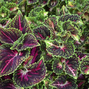 Coleus La Ramba 4.5"