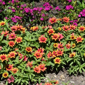 Zinnia Profusion Red & Yellow Bicolor 3.25"