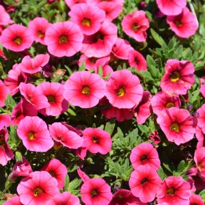 Calibrachoa Colibri Malibu Pink 4.5"