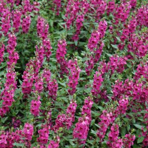 Angelonia Archangel Raspberry 4.5"