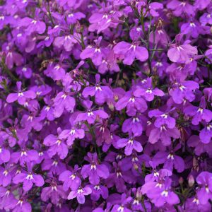 Proven Winner Lobelia Laguna Ultraviolet 4.5"