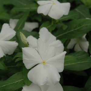 Vinca Mediterr White 4.5"