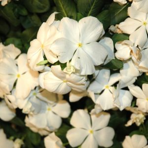 Vinca Cora Xdr White 3.25"