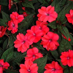 Sunpatiens Deep Rose 6 Count Tray