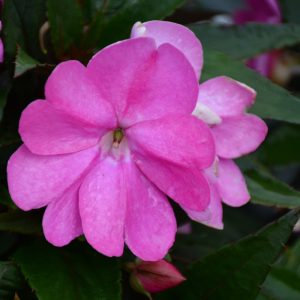 Sunpatiens Lilac 6 Count Tray