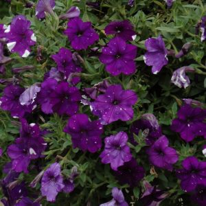 Petunia Night Sky #1
