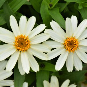 ECO Zinnia Zahara White 18CT
