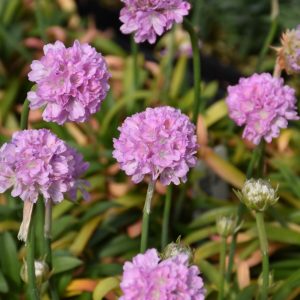 Armeria Dreameria Sweet Dreams #1