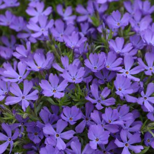 Phlox Creeping Violet Pinwheel Qt