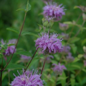 Wild Bee Balm 4.5"