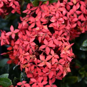 Ixora Bush Red (10")