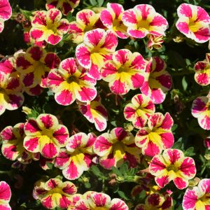 Calibrachoa Colibri Abstract Guava 4.5"