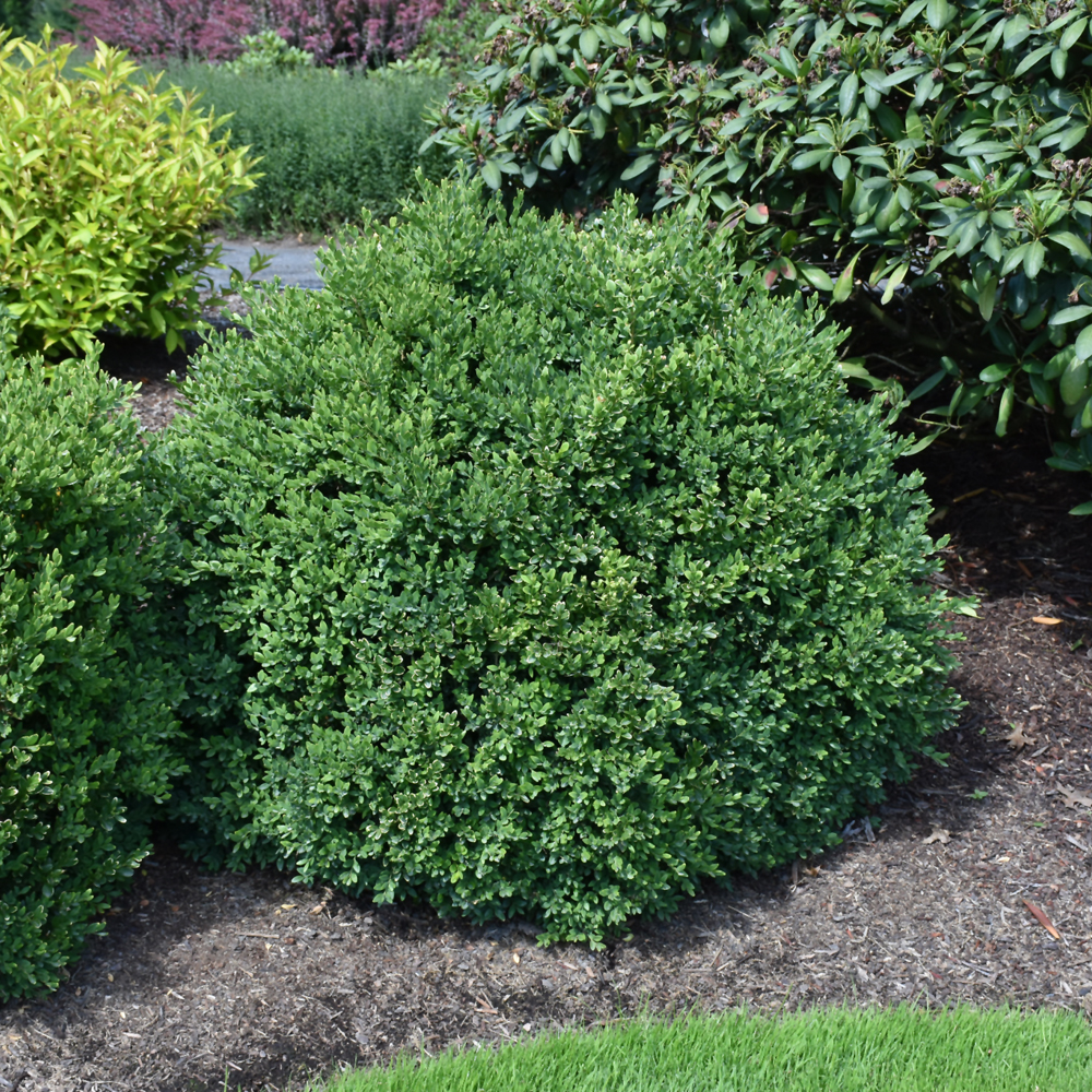 Boxwood Green Velvet #1