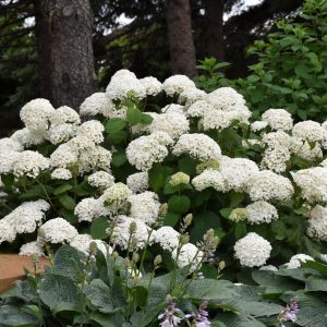 Hydrangea Annabelle #3