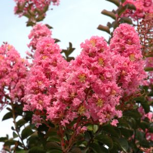 Crapemyrtle Sioux