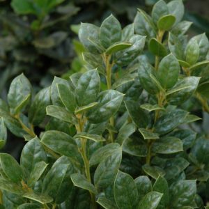 Dwarf Burford Holly #7