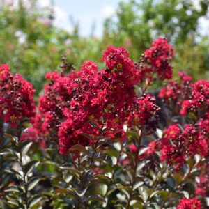 Crape Myrtle Double Feature #3