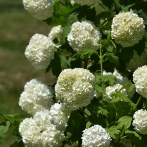 Viburnum Eastern Snowball #3