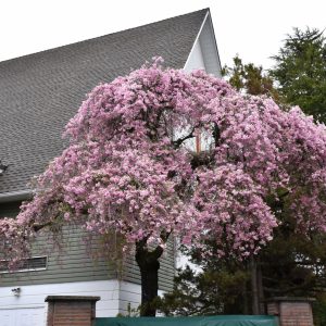 Cherry Double Weeping