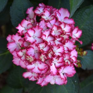 Hydrangea Fire Island #2