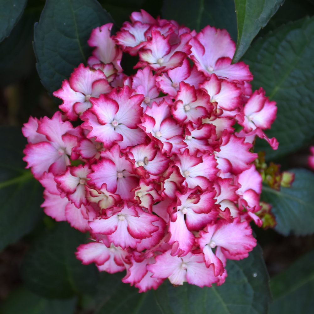 Hydrangea Fire Island #2