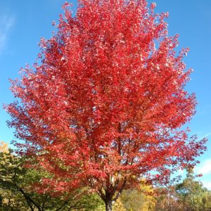 Maple Autumn Blaze #25