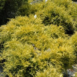 Juniper Sea of Gold #2