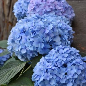 Hydrangea Blue Enchantress #1