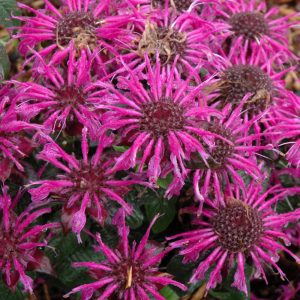 Monarda Balmy Purple #1
