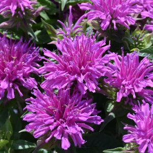 Monarda Balmy Lilac #1