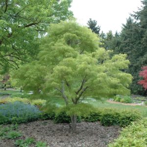 Japanese Maple Koto-No-Ito #6