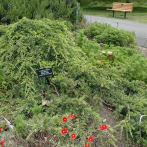 Cedar Libani Weeping #15
