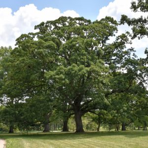 Oak White #15