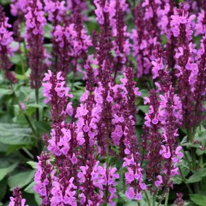 Salvia Rose Marvel #1