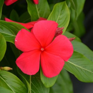 Vinca Mediterr Dark Red 4.5"