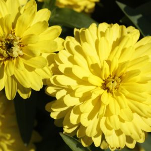 Zinnia Double Zahara Yellow 4.5"