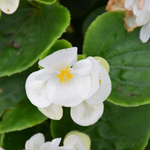 Begonia Bada Bing White 3.25"