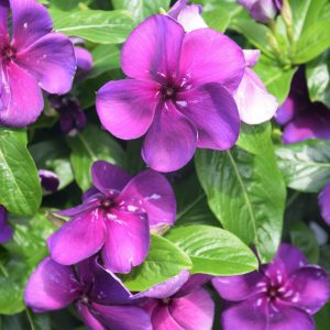 Vinca Tattoo Blueberry 4.5"