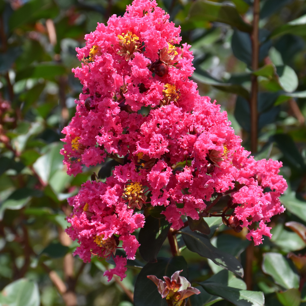 Crape Myrtle Pink Velour #3
