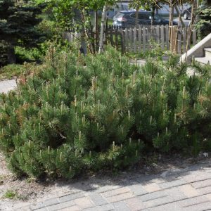 Pine Mugo Dwarf #2