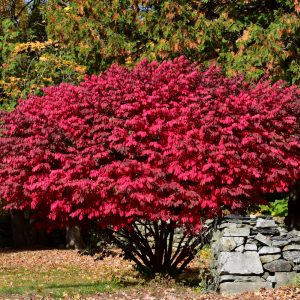 Euonymus Burning Bush #3