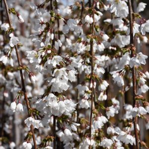 Crabapple Royal Raindrops #15