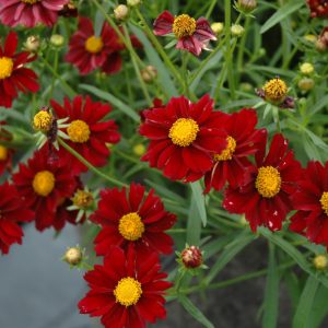Coreopsis Mercury Rising #1