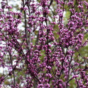 Redbud Merlot