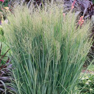 Grass Switch Northwind #1