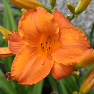 Daylily Mauna Loa #1